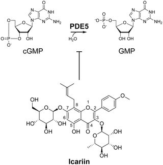 <h2>The natural product icariin inhibits phosphodiesterase-5 (PDE5).</h2>