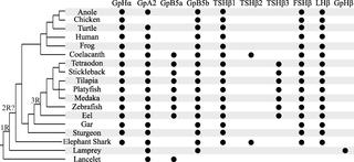 <h2>Glycoprotein hormone subunits identified in each vertebrate class to date.</h2>