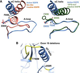 <h2>Active versus inactive structures of the EGFR kinase domain and common EGFR somatic mutations.</h2>