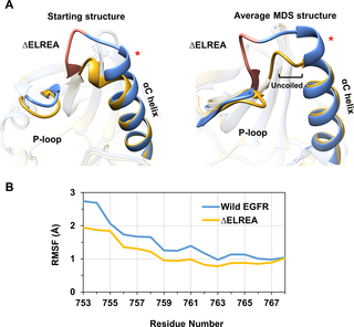 <h2>Wild-type vs ΔELREA active EGFR structures and RMSF of the αC helix.</h2>