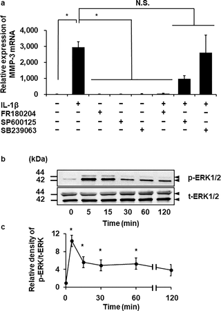 <h2>Inhibition of IL-1β-induced MMP-3 mRNA expression by an ERK inhibitor and IL-1β-induced ERK1/2 phosphorylation.</h2>