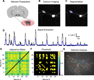 <h2>Analysis of functional connectivity in neuronal networks using calcium activity.</h2>