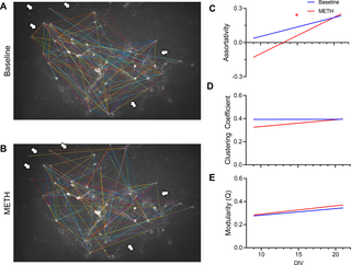<h2>Methamphetamine and age of cultured network modulate functional network topology.</h2>