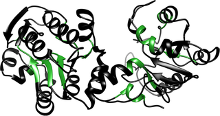 Ribbon structure of PGK.