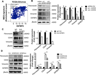 IGFBP2 promoted the mesenchymal feature of glioma cells.