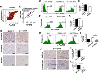 IGFBP2 induction of the phosphorylation of FcγRIIB on GBM exposed immune cells.