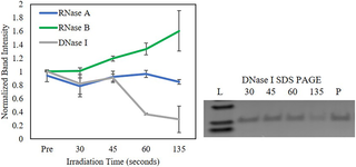 SDS PAGE band intensities for RNase A, RNase B, and DNase I in 1 mM Tris-EDTA post 30% microwave irradiation with Lyse-It.
