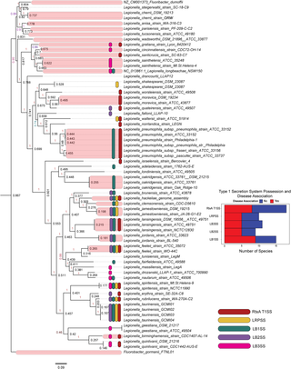 Nucleotide whole genome sequence FastTree tree predicted using a core set of marker genes predicted by PhyloSift of <i>Legionella</i> spp. overlaid with the distribution of T1SSs.