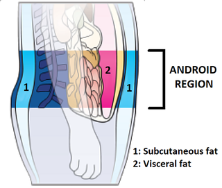 Distribution of visceral and subcutaneous fat in the android region in humans.