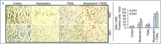 Effects of resveratrol and/or TRAIL on the expression of TRAIL-death receptors.