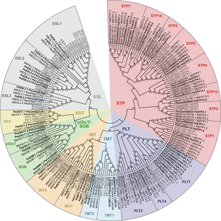 Phylogenetic tree of Medicago, pea and Arabidopsis MST families.