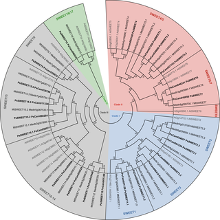 Phylogenetic tree of Medicago, pea and Arabidopsis SWEET families.