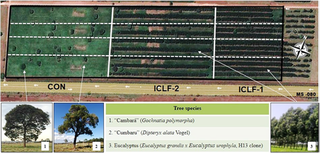 Experimental site and the representation of the tree species present in the integrated crop-livestock-forest (ICLF) systems (ICLF-1 and ICLF-2) and the control (CON) system.