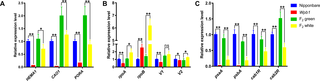 qRT-PCR analysis of genes associated with chloroplast biogenesis, chloroplast development, and photosynthesis in parents and F<sub>2</sub> populations.
