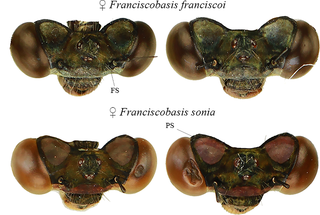 Coloration similarities between <i>Franciscobasis sonia</i> and <i>F</i>. <i>franciscoi</i>.