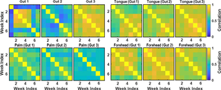 Correlation matrices reflecting microbiome dynamics at four body sites (gut, tongue, palm, and forehead) for three clusters of students identified based on the gut microbiome data.