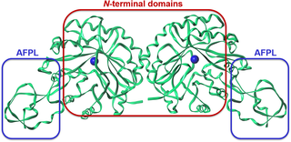 Structural arrangement of NmeNANAS as a domain-swapped homodimer.