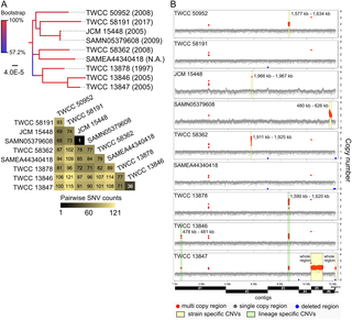 Comparative whole genome analysis of nine strains of clade II <i>C</i>. <i>auris</i>.