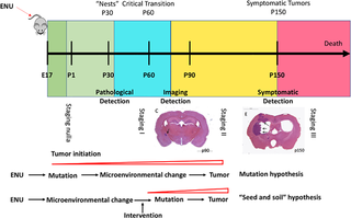 A four-stage timeline of brain tumor development in ENU rats model.