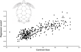 Multivariate regression of the carapace shape on carapace centroid size.