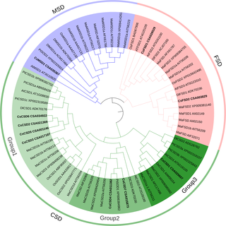 Phylogenetic tree of SOD proteins from <i>O</i>. <i>sativa</i>, <i>M</i>. <i>acuminata</i>, <i>A</i>. <i>thaliana</i>, <i>D</i>. <i>longan</i>, <i>P</i>. <i>trichocarpa</i>, and <i>C</i>. <i>sinensis</i>.
