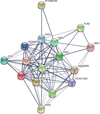Potential protein–protein interaction network of CsSODs.