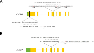 Cleavage sites mapping of <i>CsCSD4</i> and <i>CsCSD7</i> genes.