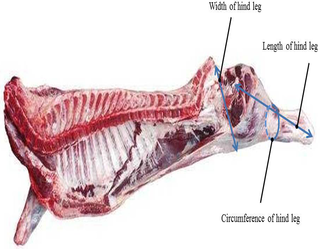 Locations of width, length, and circumference of hind leg measurements for the experimental beef carcasses.