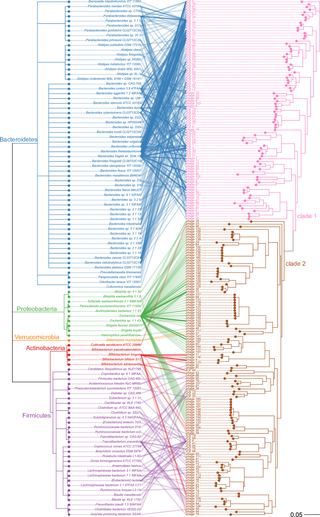 Tanglegram of host species lineages and phylogeny of the integrases in prophages and ICEs.
