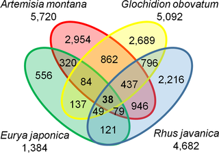 Venn diagram of transcriptome results for the 4 different galls.