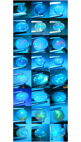 Photographs of all specimens under green fiber optic mono-chromatic light.