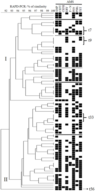 Dendrogram of RAPD profiles of <i>Strep</i>. <i>uberis</i> strains (n = 88) recovered from cows with clinical mastitis and results of susceptibility to 8 antimicrobials (n = 83).