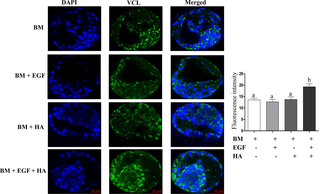 Immunohistochemical analysis of VCL, focal adhesion protein marker gene, in blastocysts derived from zygotes cultured in different treatment groups.