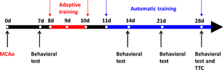 Timeline for the rehabilitation performance validation.