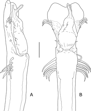<i>Otilioleptes marcelae</i> gen. nov., sp. nov., holotype male (FML-OPIL 00211), distal end of penis.