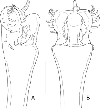 <i>Osornogyndes tumifrons</i> Maury, 1993, paratype male (MACN 9117), distal end of penis.