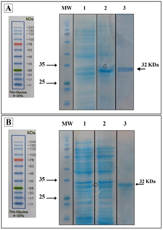 Expression and purification of the recombinant polyepitope peptides in <i>E</i>. <i>coli</i> Rosetta expression system.
