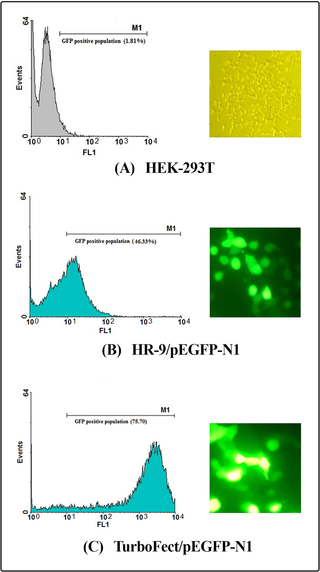 Transfection efficiency of the CPP/DNA complexes using flow cytometry and fluorescence microscopy.