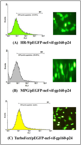 Transfection efficiency of the CPP/DNA complexes using flow cytometry and fluorescence microscopy.