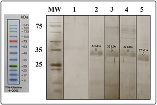 <i>In vitro</i> delivery of the CPP/peptide complexes in HEK-293T cells using western blot analysis.