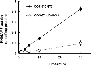 Time course of [<sup>3</sup>H]dAMP uptake into COS-7 cells transiently expressing CNT3.