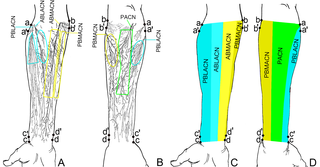 Distribution pattern and innervation area of the forearm cutaneous nerve.