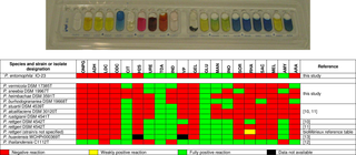 Comparison of metabolic profiles of <i>Providencia</i> bacteria as determined by the API 20E test system.