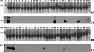 SDS-PAGE and Western blot analysis of expressed 16mer-peptides.