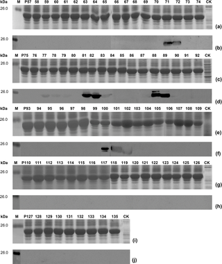 SDS-PAGE and Western blot analysis of expressed 8mer-peptides.