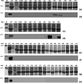 SDS-PAGE and Western blot analysis of expressed 9-14mer peptides.