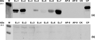 Western blot analysis of mapped BCEs and APs using sheep sera.