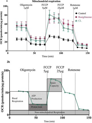 Beige adipocytes demonstrate increased oxygen consumption rates in the presence of Rosiglitazone and CL316, 253.
