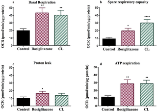 Derived parameters of respiration (proton leak, ATP respiration, basal respiration and space respiratory capacity) across control, Rosiglitazone and CL316, 243 treated adipocytes.