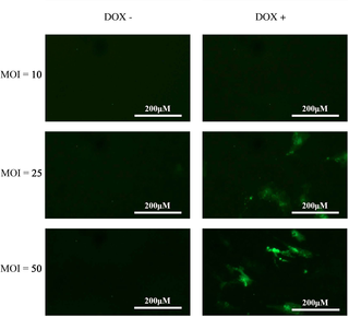 Determining optimal multiplicity of infection (MOI) for transduction of lentiviral shRNA genome, induced with Doxycycline (DOX).
